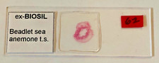 Biosil microscope specimen for sale  COALVILLE