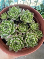 Sempervivum hens chicks for sale  Monterey Park