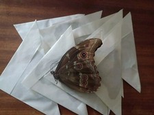 Morpho didius ssp for sale  HAYLE