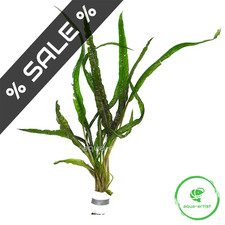 Cryptocoryne balansae genoppte gebraucht kaufen  Neustadt/Dosse