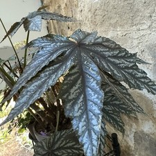 Begonia griffon d'occasion  Brest