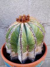 Balloon cactus notocactus for sale  Mira Loma