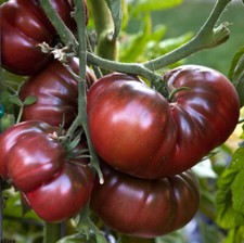 POMODORO BLACK KRIM GIGANTE, 50 semi + OMAGGIO + SPEDIZIONE GRATUITA comprar usado  Enviando para Brazil