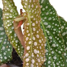 Begonia maculata double for sale  Winter