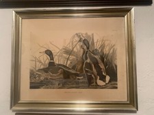 Mallard duck anas for sale  Florence