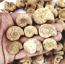 Lot detailed ammonites for sale  Columbus