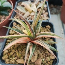 Haworthia rainbow usato  Porto Cesareo