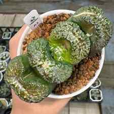 6cm cactus live for sale  Shipping to Ireland