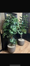 Tree plants x for sale  LONDON