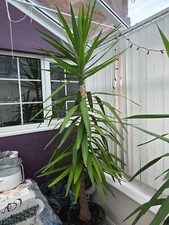Large yukka plant for sale  NORMANTON