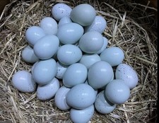 12x pure celadon for sale  DARTFORD