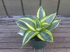Sansevieria sunny star for sale  Homestead