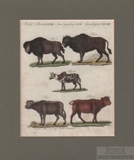 Vierf thiere tafel gebraucht kaufen  Leipzig