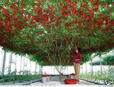 Russian tomato seeds for sale  OLDHAM