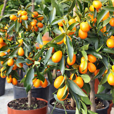 Citrus kumquat tree for sale  PETERBOROUGH