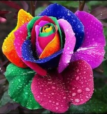 100 pcs rainbow for sale  HARLOW