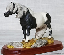 Shetland piebald pony for sale  STOKE-ON-TRENT