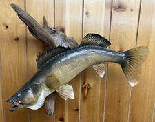 Vtg large walleye for sale  Dixon