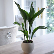 Aspidistra elatior house for sale  IPSWICH