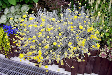 Curry korma herb for sale  UK