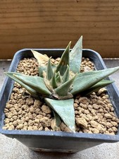 Ariocarpus trigonus minor usato  Valdastico