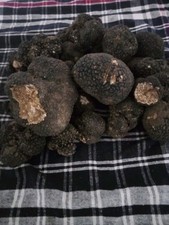 Tartufo nero scorzone usato  Campobasso