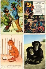 Animals animaux monkeys d'occasion  Expédié en Belgium