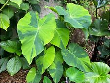 Colocasia lime aide d'occasion  Arzacq-Arraziguet