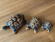 Vintage wade tortoises for sale  SWADLINCOTE