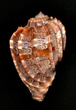 Harpa Cabriti 72 mm comprar usado Harpa Cabriti 72 mm comprar usado  Enviando para Brazil