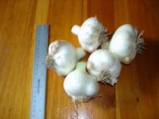 Elephant garlic bulbs for sale  Manistique