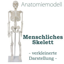Menschliches skelett anatomie gebraucht kaufen  Schwalmstadt