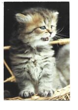Persian kitten cat d'occasion  Expédié en Belgium