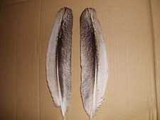 bastelfedern gebraucht kaufen bastelfedern gebraucht kaufen Warendorf