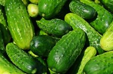 Spacemaster cucumber seeds for sale  Deltona