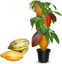 Large cacao tree for sale  Los Angeles