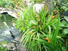 Small clump monbretia for sale  RHYL