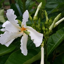 Climbing frangipani plumeria for sale  Wauchula