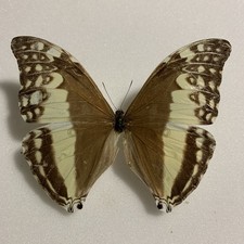 Morpho adonis morpho gebraucht kaufen  Marienmünster