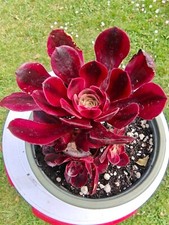 Aeonium medusa mature for sale  LONDON