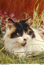 Animaux chats sacré d'occasion  Fruges