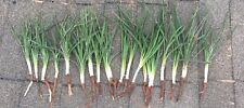 Yucca plants starter for sale  Burneyville