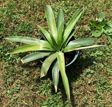 Pineapple plant live for sale  New Castle