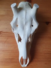Naturschädel abwurfstangen hi gebraucht kaufen  Goslar