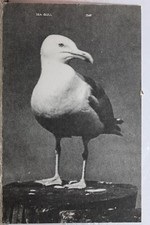 Cartão postal antigo vintage animal pássaro gaivota marinha vista cartão lembrança padrão PC postal comprar usado  Enviando para Brazil