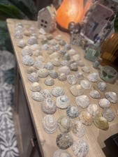 Limpet shells natural for sale Limpet shells natural for sale  STALYBRIDGE
