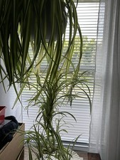 plants spider beautiful big for sale  Comstock Park