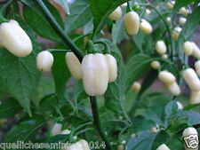 Semi puri habanero usato  Roma