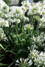 Agapanthus african lily for sale  BALLYMENA