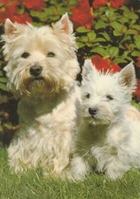 Scottish highland terriers for sale  BRISTOL